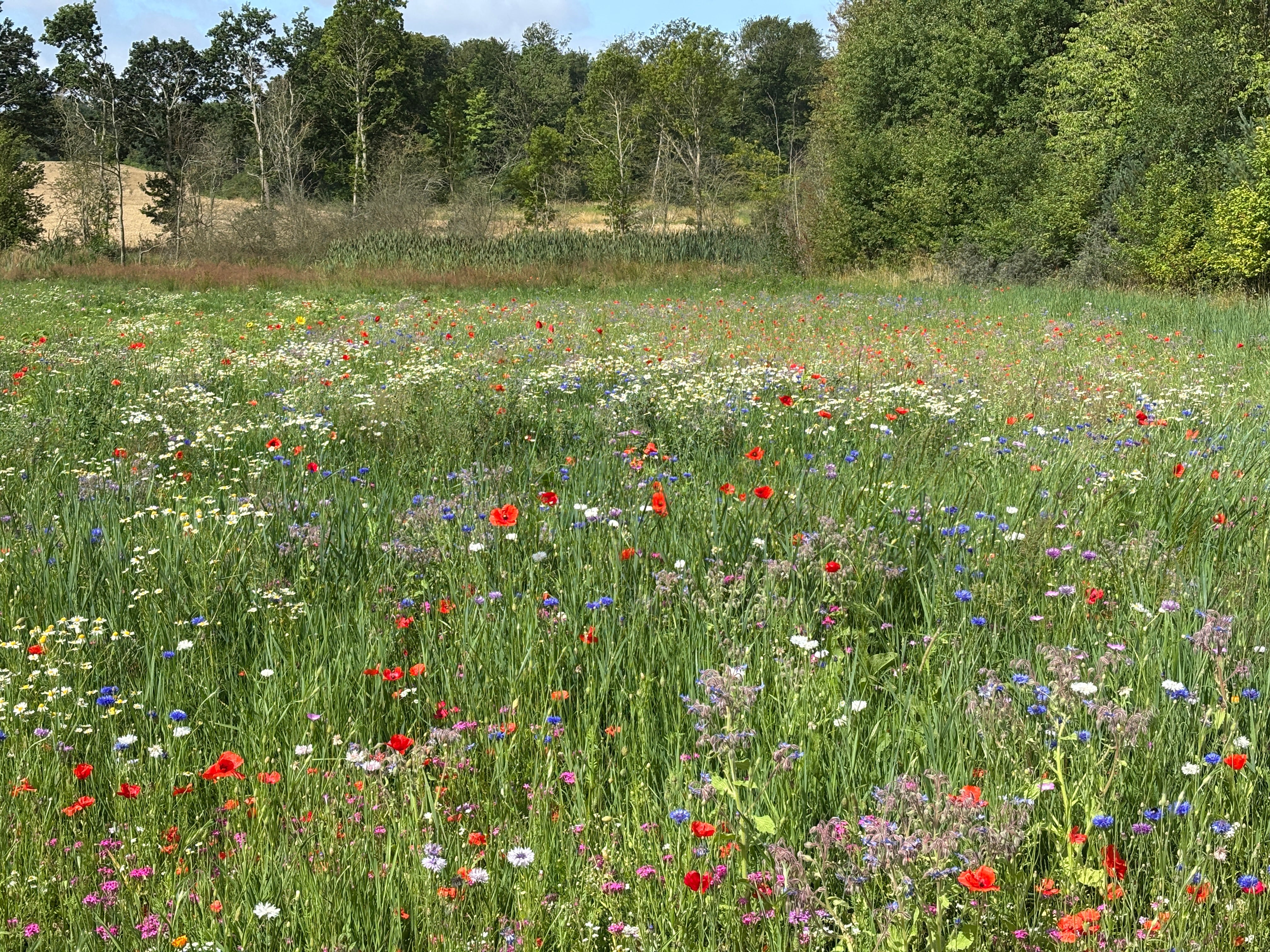 Vilde buketter fra vores egen - nysået - blomstermark