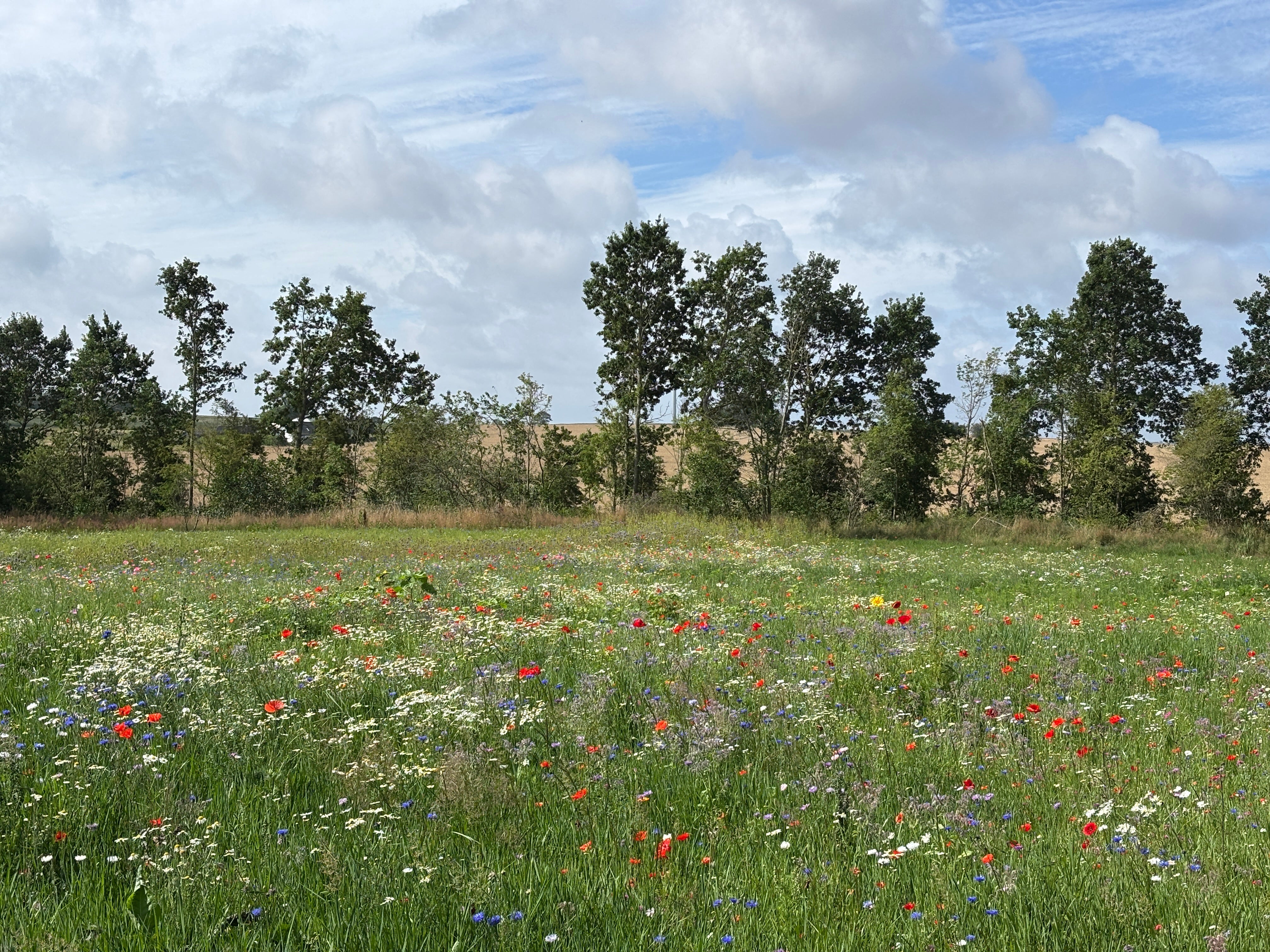 Skånsomt blomsterpluk fra grøftekanten – regler, råd og naturlig buketkunst
